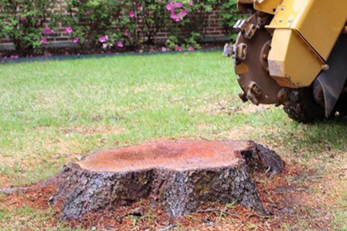 Tree Stump Grinding Service